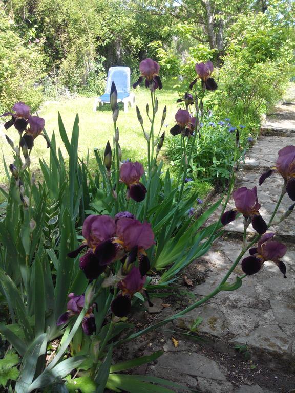 Gite De Charme Floreales Les Myosotis Asnelles Bilik gambar